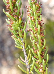 Erica coarctata