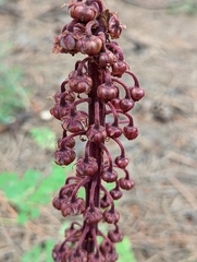 Pterospora andromedea