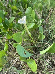 Ipomoea violacea