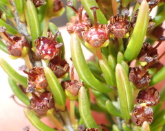 Erica coarctata
