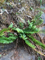 Polystichum imbricans