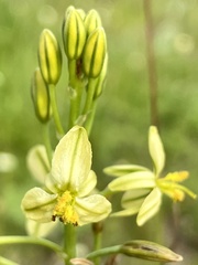 Bulbine praemorsa