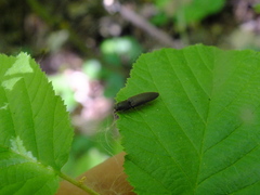 Elateridae