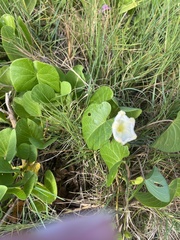 Ipomoea violacea