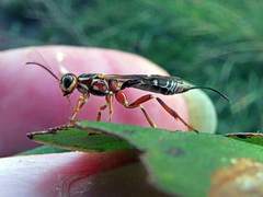 Xorides praecatorius