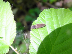 Elateridae