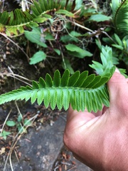 Polystichum imbricans