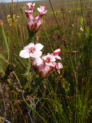 Erica ampullacea