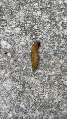 Saturniidae