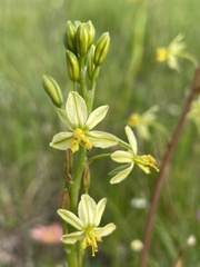 Bulbine praemorsa