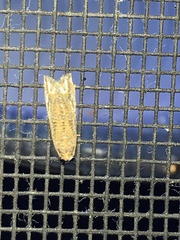 Epiblema abruptana