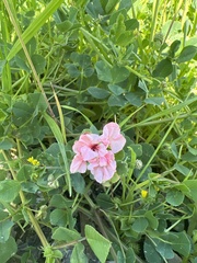Clarkia