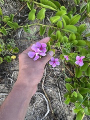 Catharanthus roseus