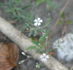 Gypsophila repens