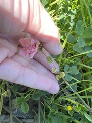 Clarkia