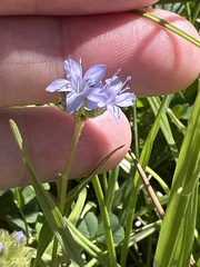 Gilia achilleifolia