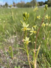 Bulbine praemorsa