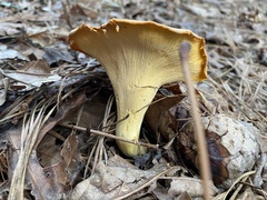 Cantharellus lateritius
