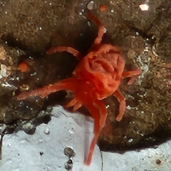 Trombidioidea
