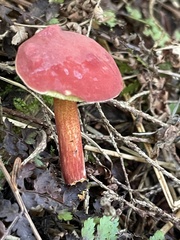 Hortiboletus