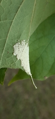 Insecta