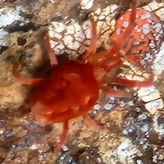 Trombidioidea