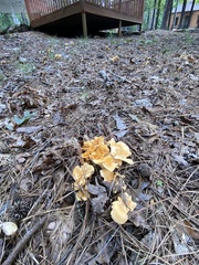 Cantharellus lateritius