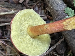 Hortiboletus