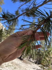 Pinus contorta murrayana