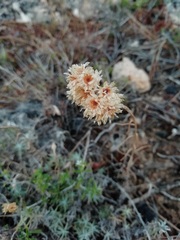 Helichrysum stoechas