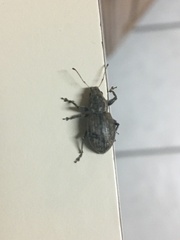 Naupactus leucoloma