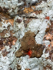 Trombidioidea