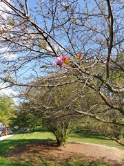 Magnolia × soulangeana