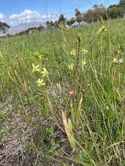 Bulbine praemorsa