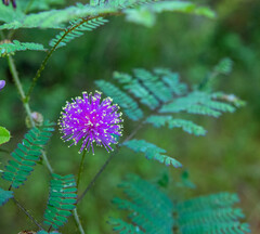 Mimosa microphylla