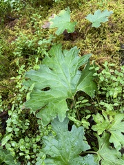 Petasites frigidus