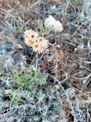 Helichrysum stoechas