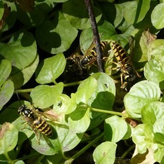 Vespula flavopilosa