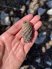 Pinus contorta murrayana