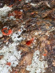 Trombidioidea