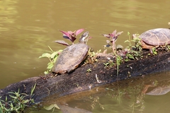 Chrysemys picta picta