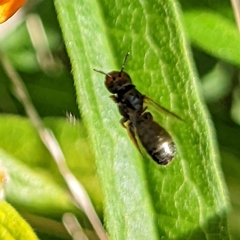 Ceratina calcarata