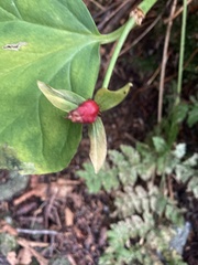 Trillium undulatum