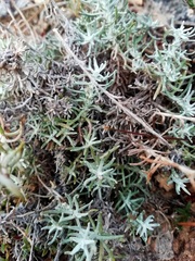 Helichrysum stoechas