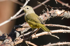 Geothlypis tolmiei