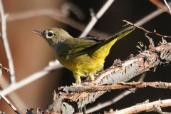 Geothlypis tolmiei