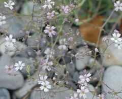Gypsophila repens