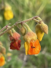 Hermannia multiflora