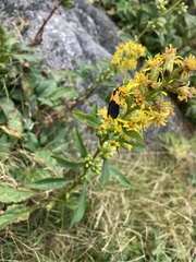 Lycomorpha pholus