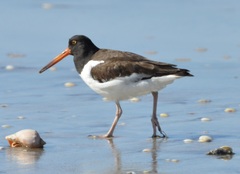 Haematopus palliatus